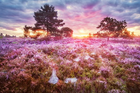 Urlaub in der Lüneburger Heide