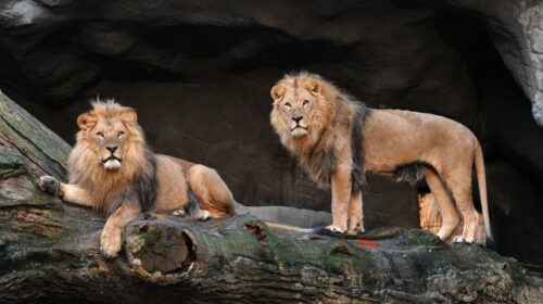 Tierpark Hagenbeck Hamburg