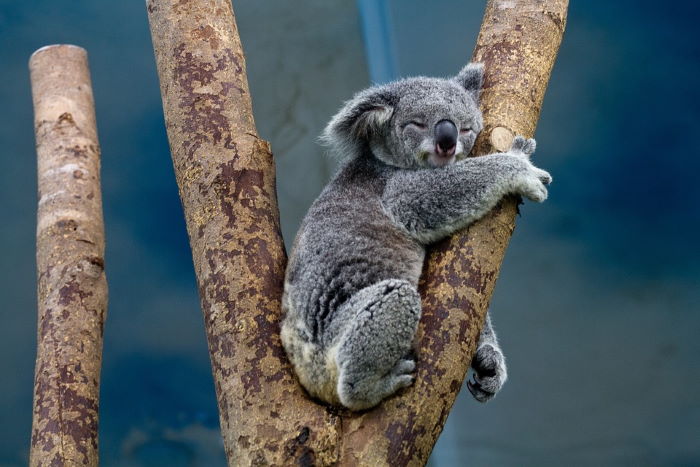 Koala, Australien