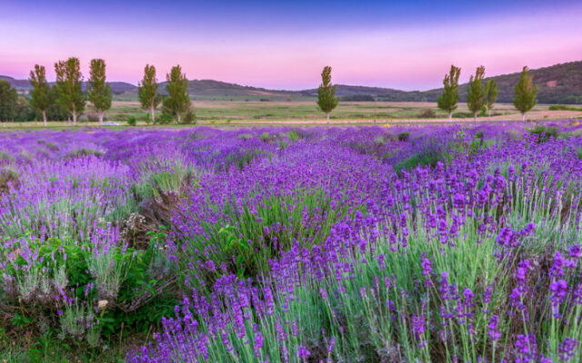 Provence