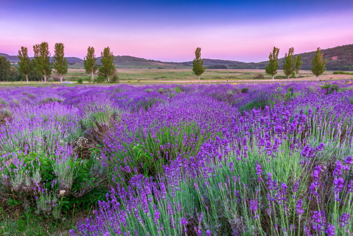 Provence