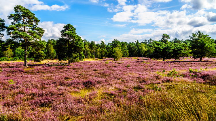 Landschaft Gelderland