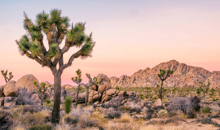 Joshua-Tree-Nationalpark