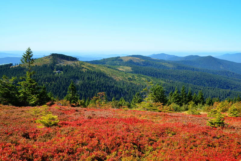 Bayerischer Wald