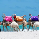 Urlaub Tunesien
