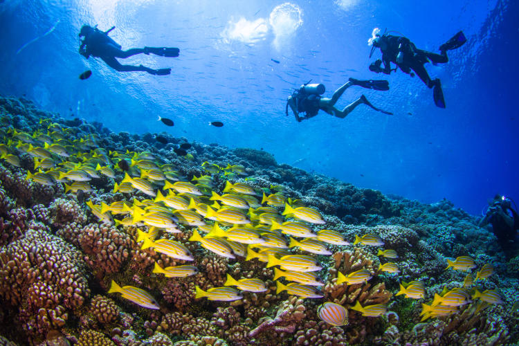 Tauchen Tahiti