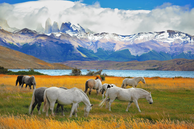 Torres del Paine, Pferde