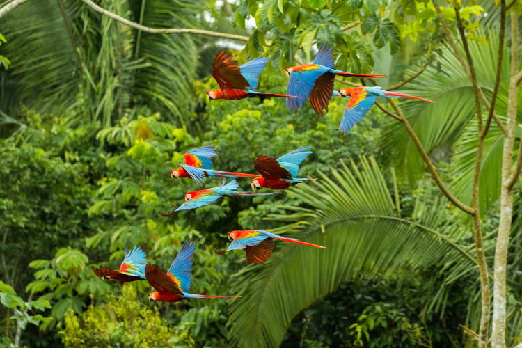 Manu National Park Peru