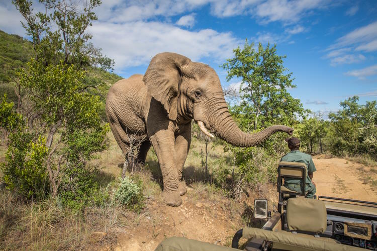 Kruger Nationalpark