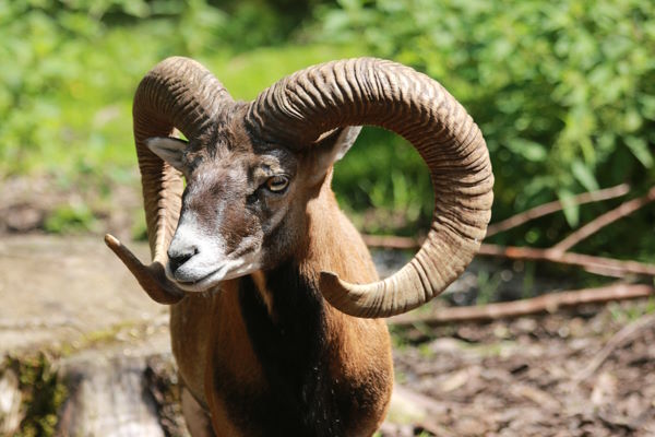 Wildpark Lohberg