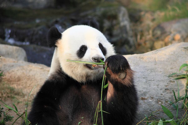 Zoo Hongkong