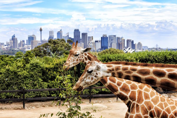 Taronga Zoo