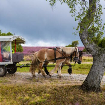 Lüneburger Heide