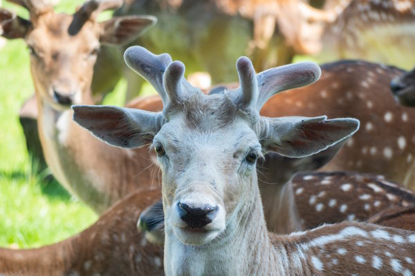 Wildpark Ortenburg