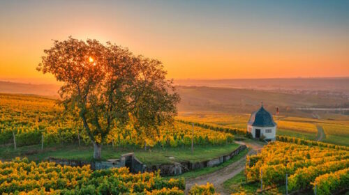 Rheingau, Sonnenuntergang