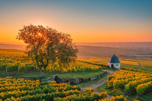 Rheingau, Sonnenuntergang