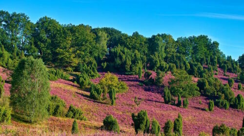 Lüneburger Heide