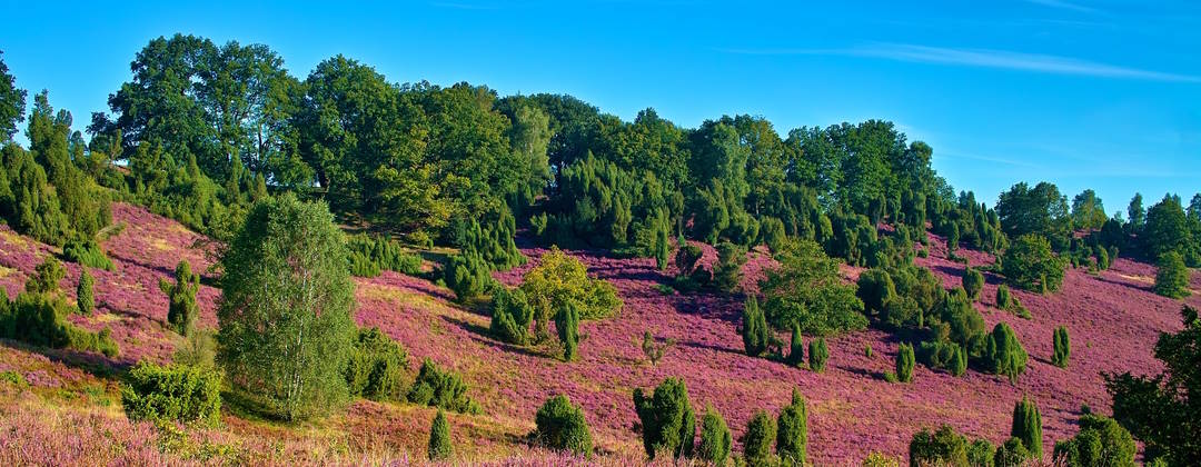 Lüneburger Heide