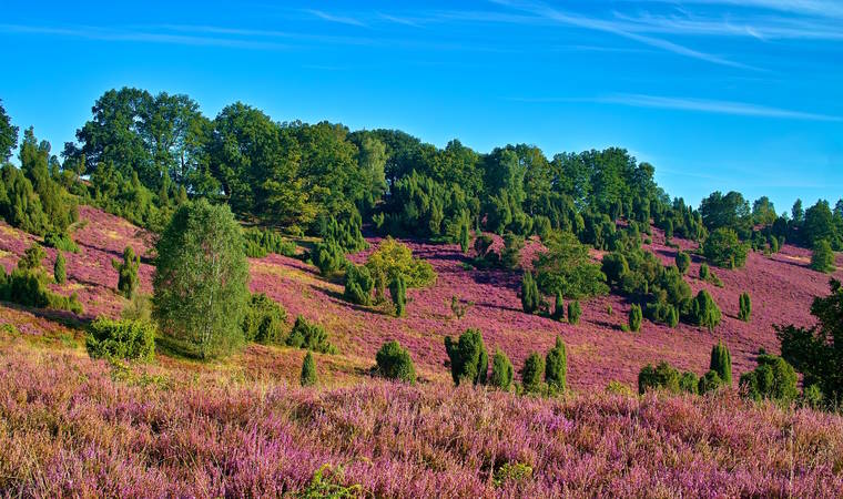 Lüneburger Heide