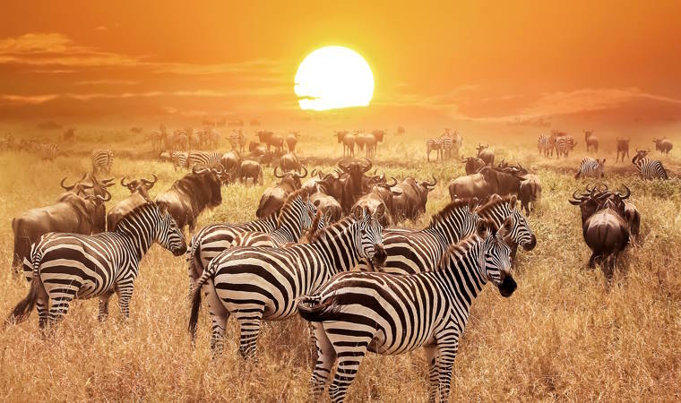 Serengeti