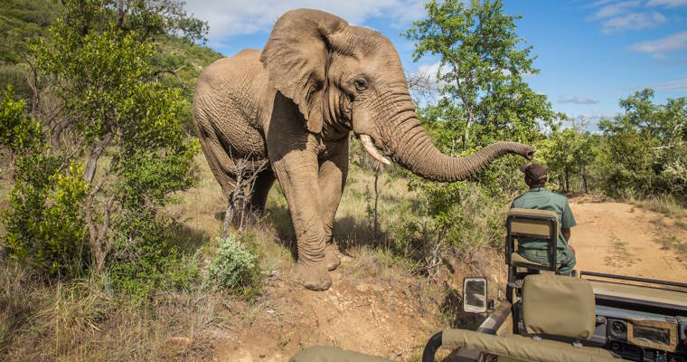 Kruger Nationalpark