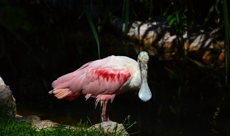 Vogelpark Walsrode