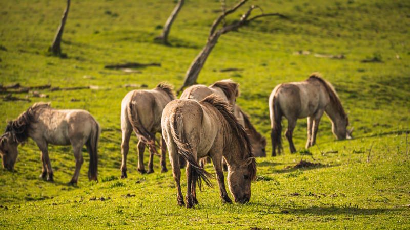 Oostvaardersplassen