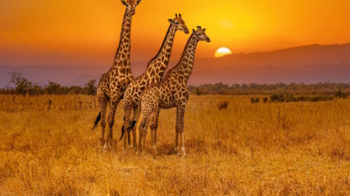 Reisezeit Afrika