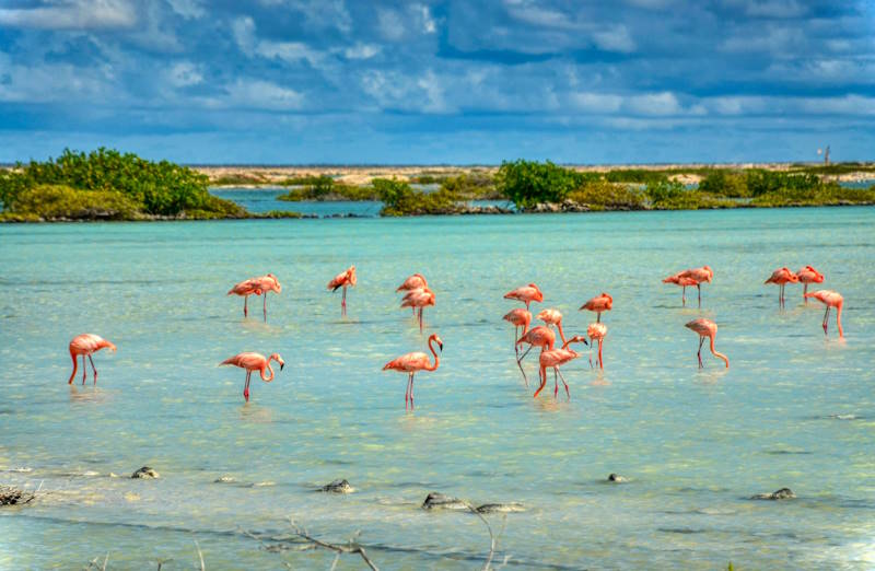 Flamingos auf Bonaire