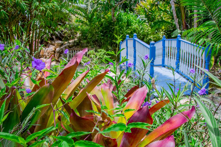 Botanischer Garten Grand Cayman